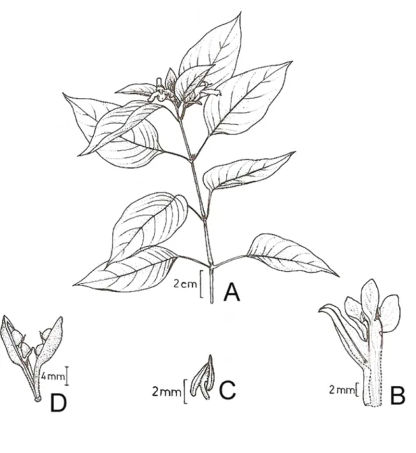 Figura  15:  Justicia  thunbergioides  (Lindau)  Leonard.  A.  Hábito;  B.  Corola  seccionada  evidenciando  o  androceu;  C