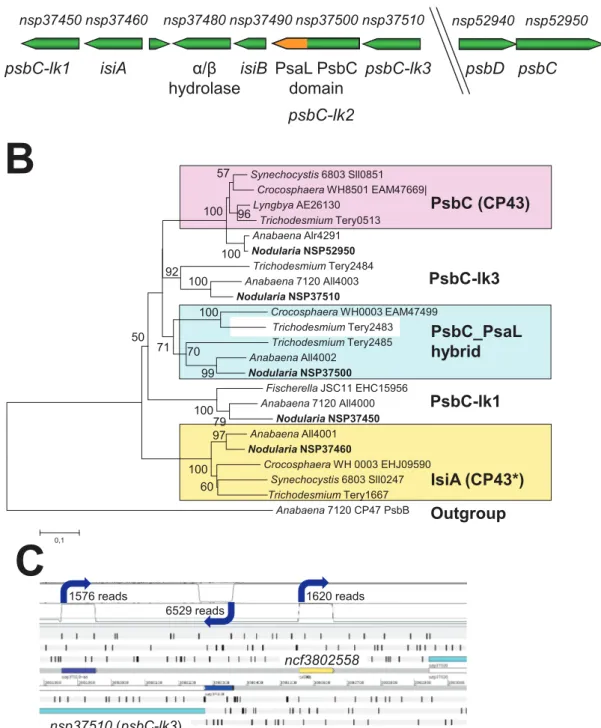 Figure 3. Analysis of loci encoding proteins of the CP43/IsiA/Pcb family. A. Organization of the chromosomal region harboring the isiA and psbC-like genes (psbC-lk1-3) of N
