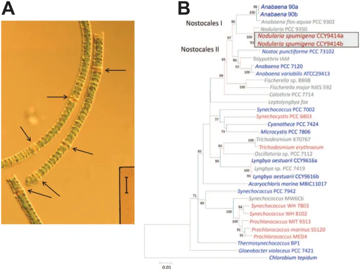 Figure 1. General features of N. spumigena CCY9414. A. Photomicrograph of N. spumigena CCY9414 trichomes