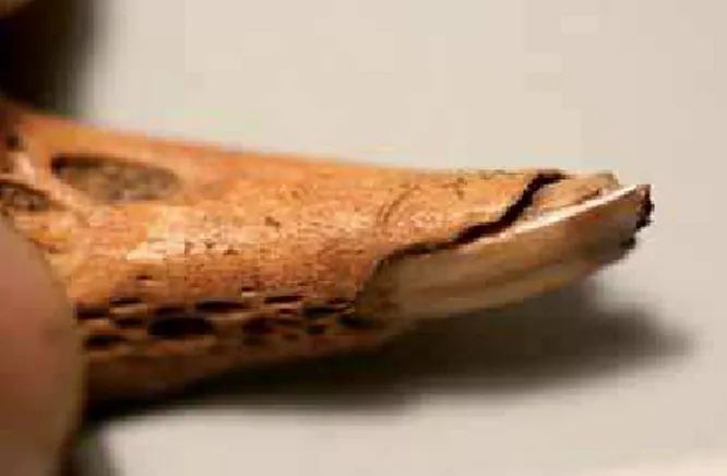 Fig. 12. Mandíbula de Orictolagus cuniculus con marcas de corte