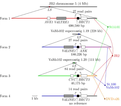 Figure 1 Four structural forms of LS elements produced by nonhomologous recombination