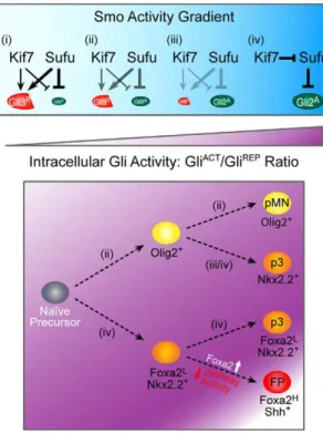 Figure 5. A model of Kif7 and Sufu regulation of graded Gli activity in ventral cell fate specification