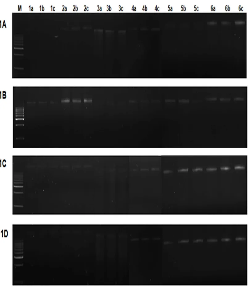 Fig 1. Gel electrophoresis of metagenomic DNA extracted by methods M1 to M6 for four different soils