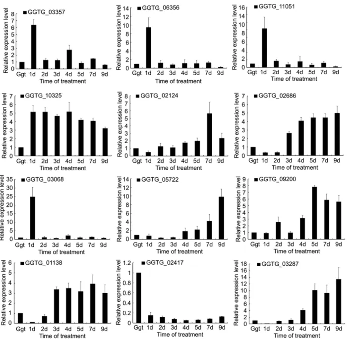 Fig 5. Relative expressions of selected DEGs in Ggt culture and Ggt-infected wheat roots