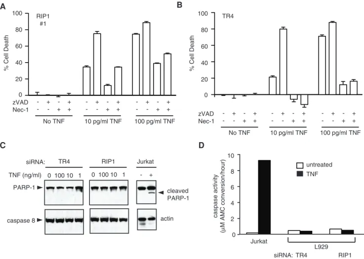 Figure 3. Knock-down of RIP1 expression in L929 cells did not result in caspase-dependent apoptosis