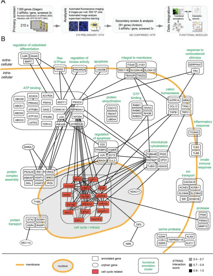 Figure 1. HPV16 RNAi screen and map of host cell factors involved in entry. (A)Outline of the RNAi screening and bioinformatic procedures.