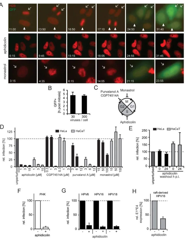 Figure 2. Cell cycle progression into early mitosis is required for HPV16 entry. (A) Depicted are images from representative time lapses for untreated (first row), aphidicolin-treated (second row), and monastrol-treated (last row) HeLa H2B-mCherry cells in