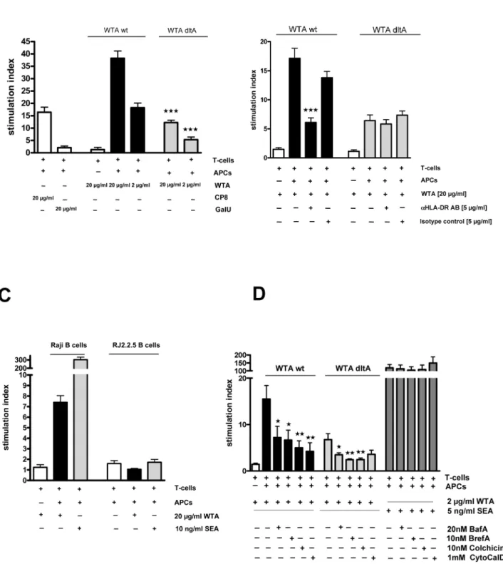 Figure 5. WTA stimulates in vitro T-cell activation by a MHC-II dependent mechanism. T cells and APCs were incubated with different concentrations of WTA purified from SA113 wt or the dltA mutant