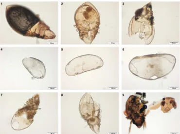Figure 6. Some examples of fossil invertebrates in different states of preservation found in Ciur ( Oribatida; 1–3), Les ( Ostracoda;