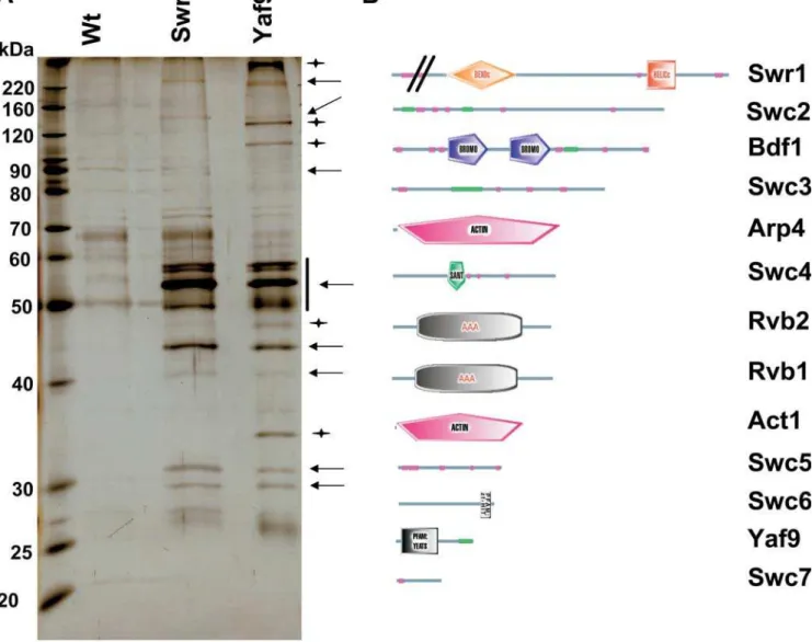 Figure 2. SWR1-Com Shared Subunits with NuA4 and Contained Proteins with Motifs Involved in Chromatin Biology