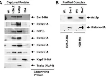 Figure 4. SWR1-Com Associated Selectively with H2A.Z and Contained H2B