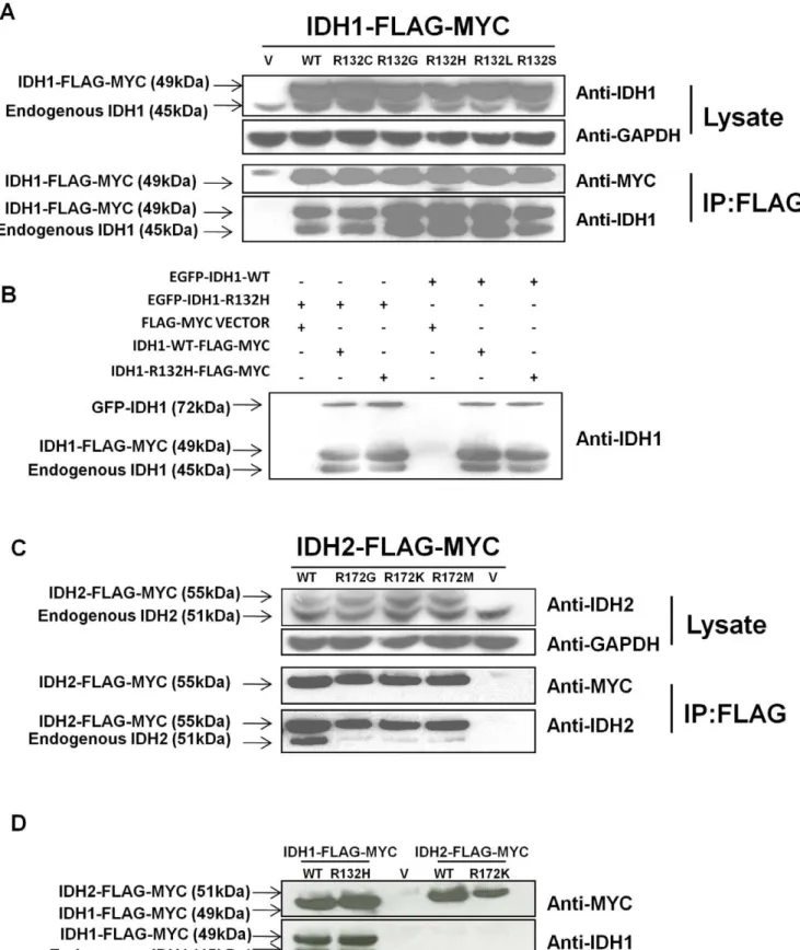 Figure 1. IDH1 R132 mutants bind IDH1-WT, but IDH2 R172 mutants poorly bind IDH2-WT. (a) Whole cell lysates of HOG cells overexpressing FLAG-MYC-tagged IDH1 proteins contain comparable amounts of endogenous IDH1