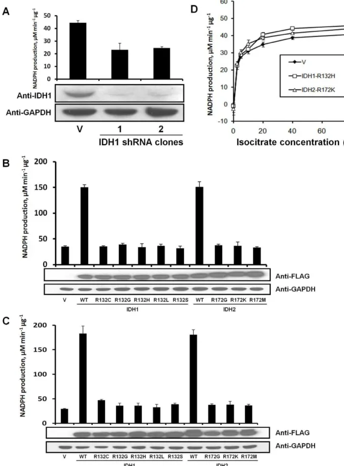 Figure 2. Overexpression of IDH1 R132 and IDH2 R172 mutants does not reduce cellular NADP + -IDH activity