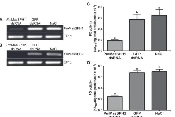 Fig 4. Hemolymph PO activity of Pm MasSPH1 and Pm MasSPH2 silenced shrimp. The efficiency of gene silencing of PmMasSPH1 and PmMasSPH2 was determined by semi-quantitative RT-PCR