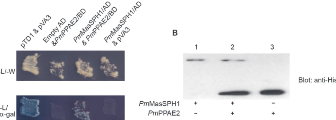 Fig 8. Interaction of Pm MasSPH1 with Pm PPAE2. The protein-protein interaction between PmMasSPH1 and PmPPAE2 were analyzed by yeast two- two-hybrid and co-IP assays
