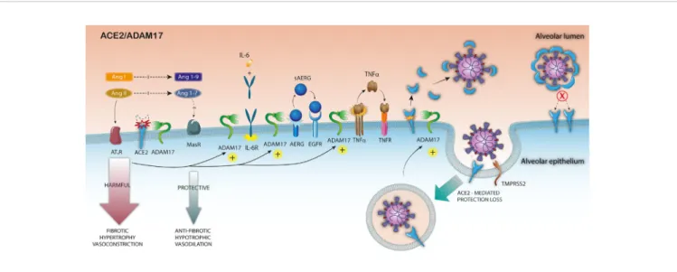 FIGURE 1 | Pathophysiological consequences of ADAM17 over-activation in SARS-CoV-2 infection