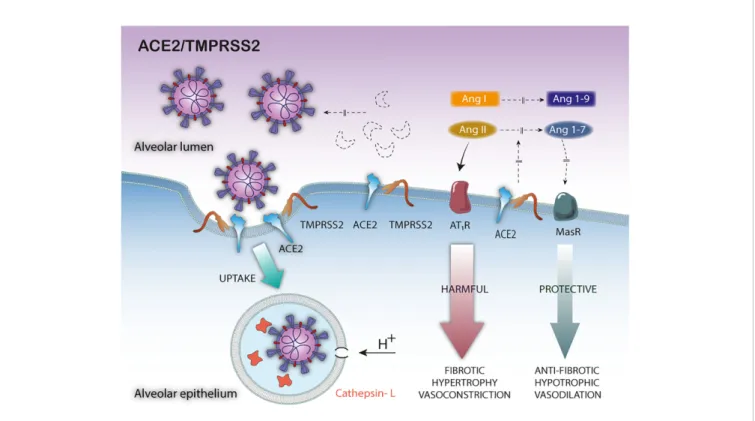 FIGURE 2 | Pathophysiological consequences of TMPRSS2—mediated ACE2 cleavage in SARS-CoV-2 infection