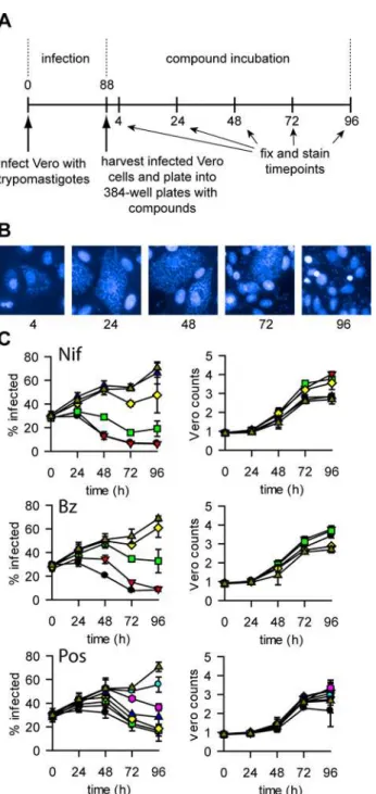 Fig 4. T. cruzi rate-of-kill assay. Panel A. Outline of the rate-of-kill assay. Numbers are time in hours