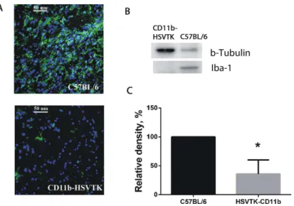 Fig 4. Microglia ablation in brain tumors using the CD11b-HSVTK/GCV system. (A)
