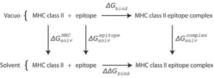 Figure 5. Thermodynamic cycle used to calculate the binding free energies between MHC class II molecule and the epitope peptide.