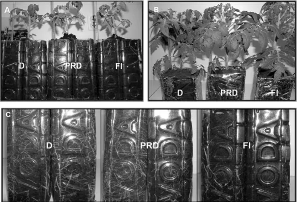 Fig 1. he efect of diferent treatments on the root and shoot of Ailsa Craig (WT) on the third (A) and on the eleventh days (B, C).