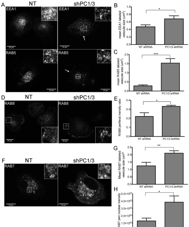 Figure 7. Effects of PC1/3 down-regulation on vesicle trafficking markers. Confocal images of NR8383 cells stably transformed with control shRNA (NT) and shRNA directed against PC1/3 labeled with (A) early endosome marker EEA1 or RAB5