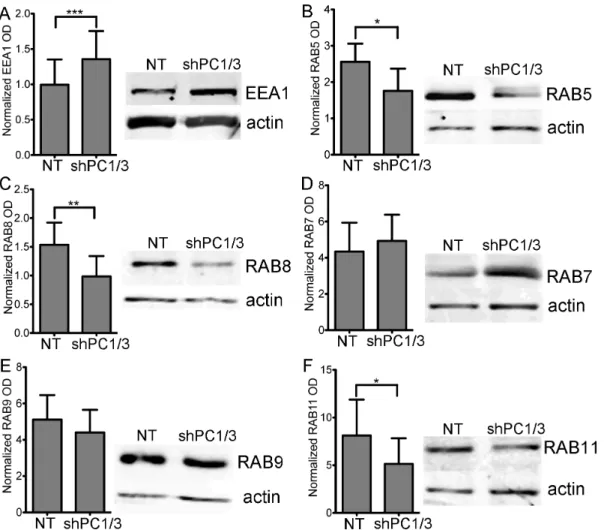 Figure 8. Effects of PC1/3 down-regulation on vesicle trafficking markers protein expression