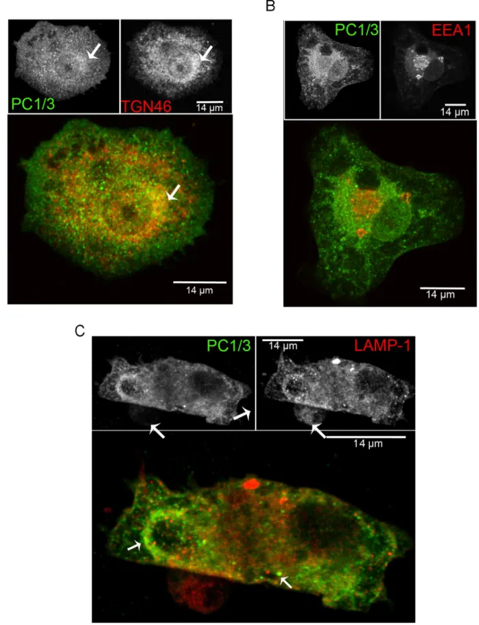 Figure 3. PC1/3 cellular distribution in NR8383 cells as examined by immunofluorescence