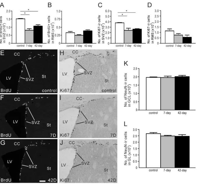 Figure 3. Proliferation in the SVZ and RMS following 6-OHDA injections into the SNc. BrdU was administered 2 hours before animals were killed (see Protocol 1 , Fig