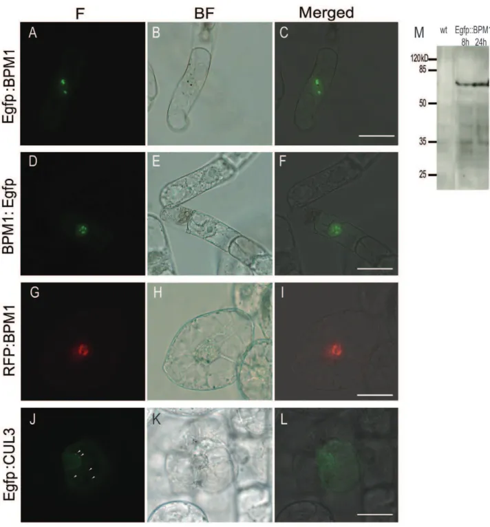 Figure 1. Subcellular localization of BPM1 and CUL3 proteins in the tobacco BY2 cells