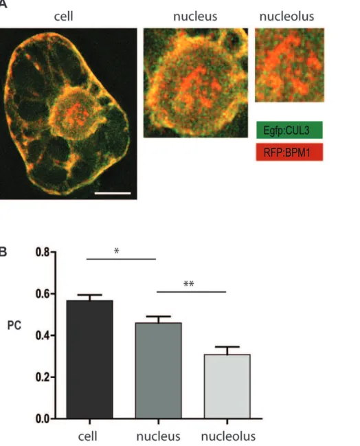 Figure 4. Co-localization analysis of BPM1 and CUL3 in the tobacco BY2 cells. BPM1 and CUL3 signals display a complete overlay at the level of the entire cell, including the nucleus and nucleolus (A)