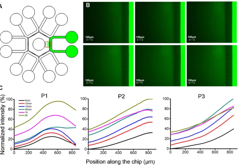 Fig 4. Gradient formation in the microfluidic device. (A) Fluorescein solution was doped into one channel and concentration gradient was formed in the hexagon (marked as green)