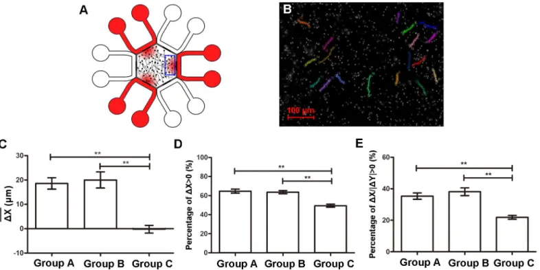 Fig 5. Chemotactic responses of spermatozoa to progesterone gradients. (A) An overview of concentration gradients generated in the hexagon.