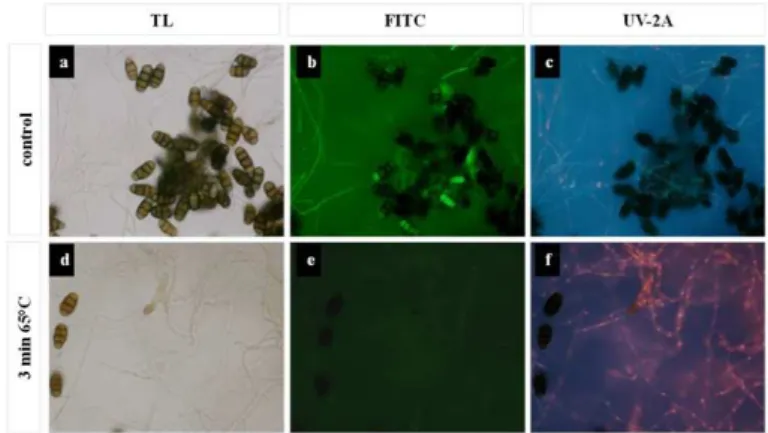 Fig 9. Vitality assessment by microscopical examination of the mycelium of Pithomyces sp