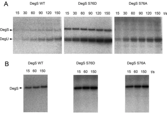 Figure 3. DegS mutations affect autophosphorylation and DegU phosphorylation in vitro 