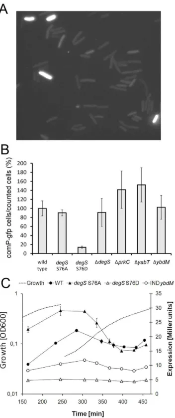 Figure 4. Competence development is inhibited in degS S76D strain. (A) Single cell analysis of competence: a representative picture demonstrating the difference in fluorescence intensity observed between competent and non-competent cells