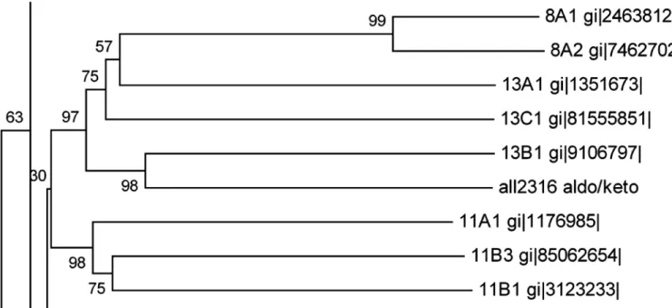 Fig 1. A segment of phylogenetic tree representing the relationship of ORF All2316 encoding Anabaena 7120 AKR to other closely related members of the AKR superfamily