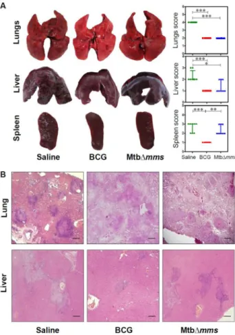 Figure  9.    Gross  pathology  and  histopathology  of vaccinated  guinea  pig  organs  at  12  weeksafter challenge