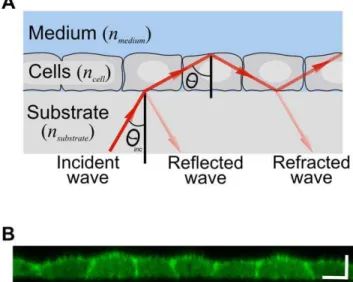 Figure 1. Schematic representation of intracellular leaky waveguide mode propagation in a living cell monolayer