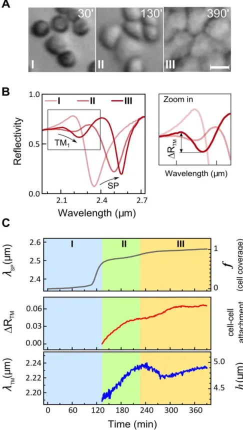 Figure 3. Waveguide mode appears only when intercellular contacts are formed. A. Three phases in MDCK cell monolayer formation as visualized by optical microscopy