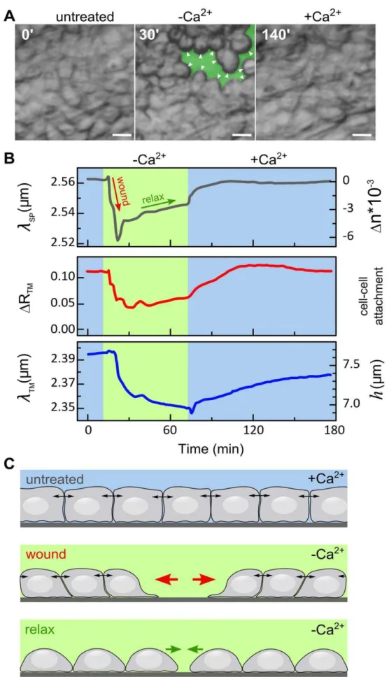Figure 4. The effects of extracellular Ca 2+ concentration on MDCK cell monolayer structure