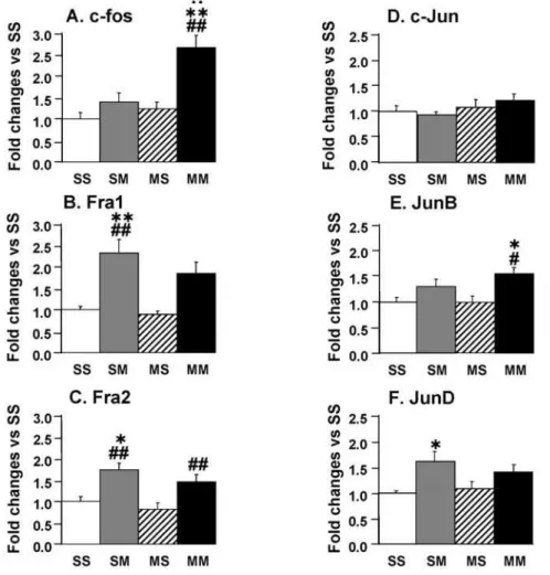 Figure 6. The METH challenge caused increases in BDNF expression in the rat ventral midbrain in the presence of METH preconditioning