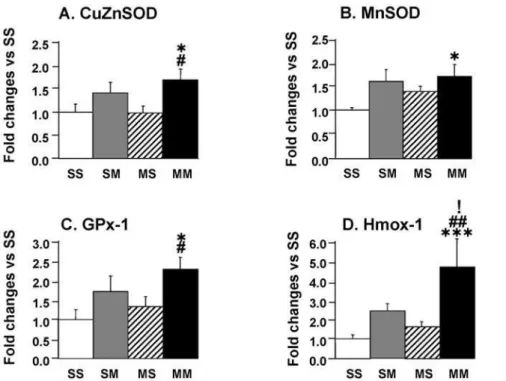 Figure 7. The METH challenge caused changes in the expression of antioxidant transcripts in the ventral midbrain of METH- METH-preconditioned rats