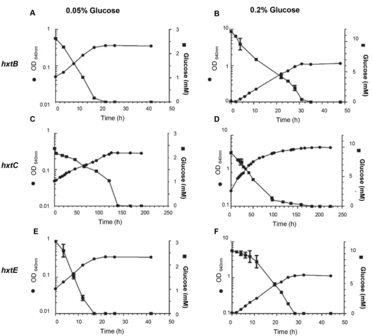 Table 2. Specific growth rates (μ; h -1 ) of S. cerevisiae EBY.VW4000 strain expressing either hxtB, hxtC or hxtE genes grown in YNB medium with glucose at 0.05% or 0.2% (w/v) as the only carbon source.