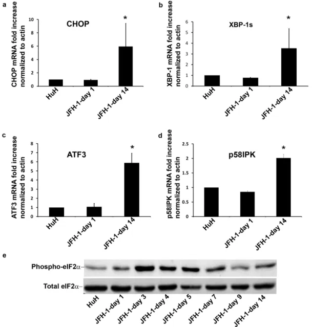 Figure 3. HCV infection induces prolonged activation of the UPR. HCV infected HuH7.5.1 cells were grown in culture for 14 days and compared to non-infected cells and day 1 post-infection cells