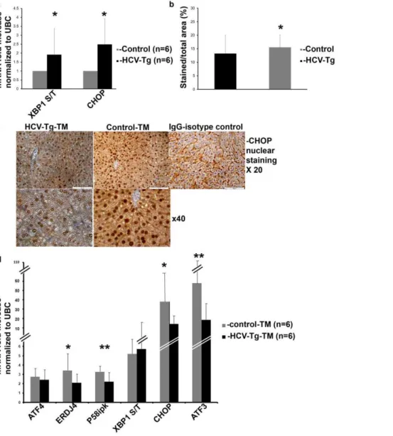 Figure 5. HCV-Tg mice display chronic ER stress and activate UPR genes less efficiently than controls following ER stress induction.
