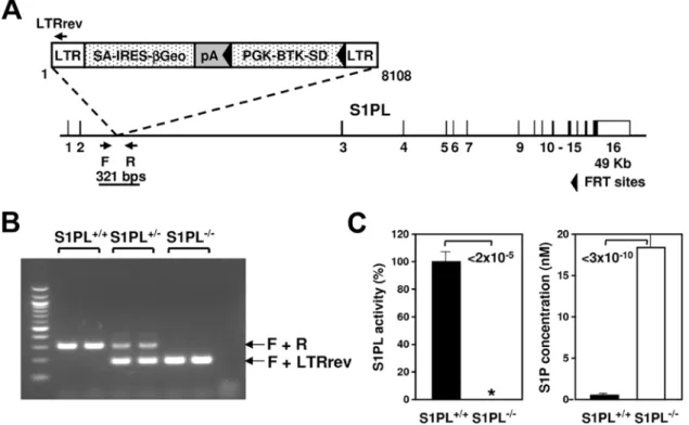 Figure 1. Generation of S1PL mutant mice. (A) Gene trap mutation of the S1PL gene. The insertion occurred within intron 2 of the S1PL gene (NM_009163)