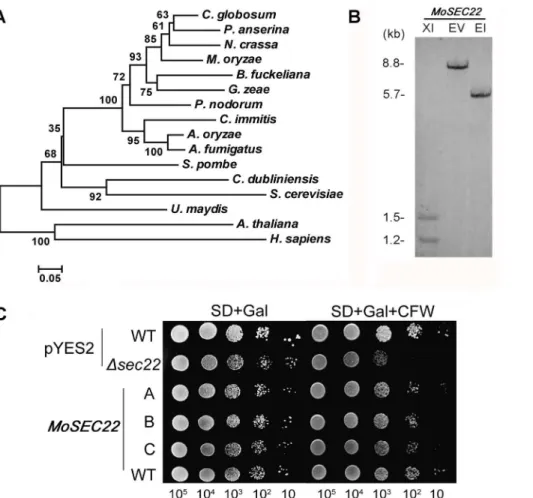 Figure 1. Phylogenetic tree of Sec22 from different organisms and targeted gene replacement and complementation of D Mosec22.