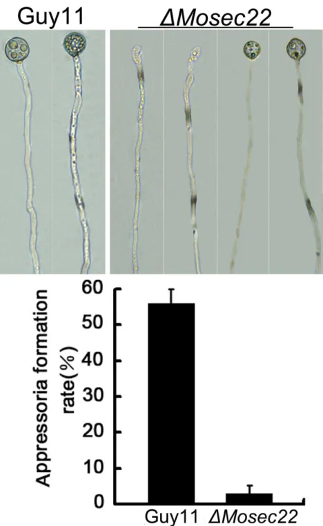 Figure 4. MoSEC22 disruption affects conidiophore formation. (A) Development conidia on conidiophores