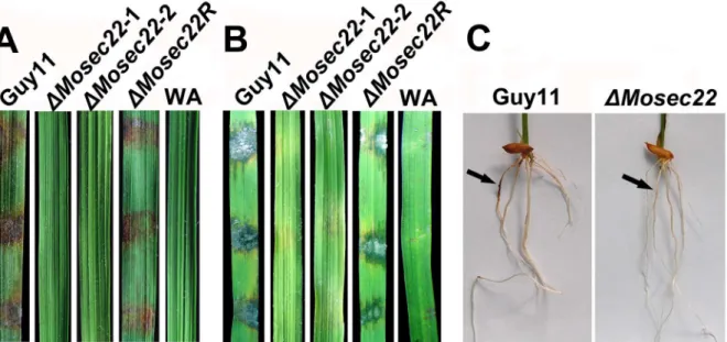 Figure 6. Pathogenicity assay on rice leaves and roots. (A) and (B) Pathogenicity assays on rice (Oryza sativa cv